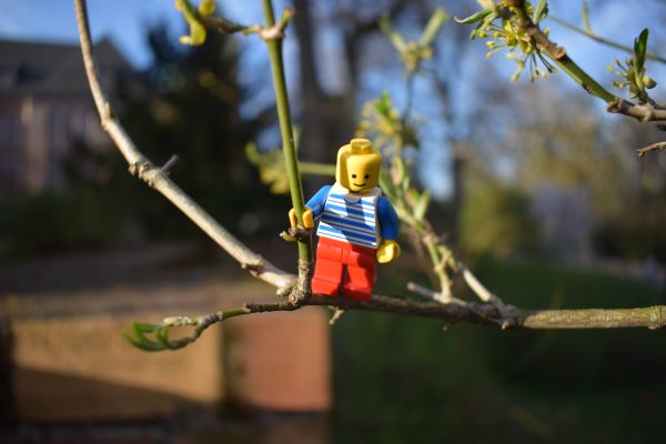 Auf Bäumen klettern