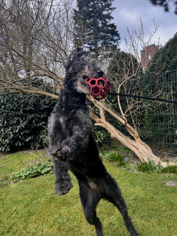 Mit dem Hund spielen