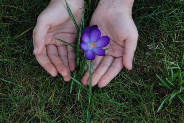 Eine Krokusblüte wächst aus Özlems Händen heraus.