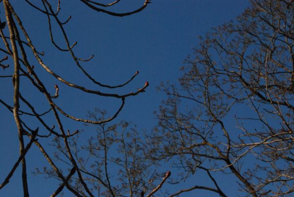 Die Knospen an de Bäumen fangen an zu sprießen.