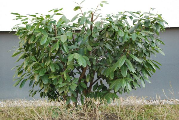 Der Busch hat zwar noch keine Blüten, aber blüht hoffentlich auch bald.