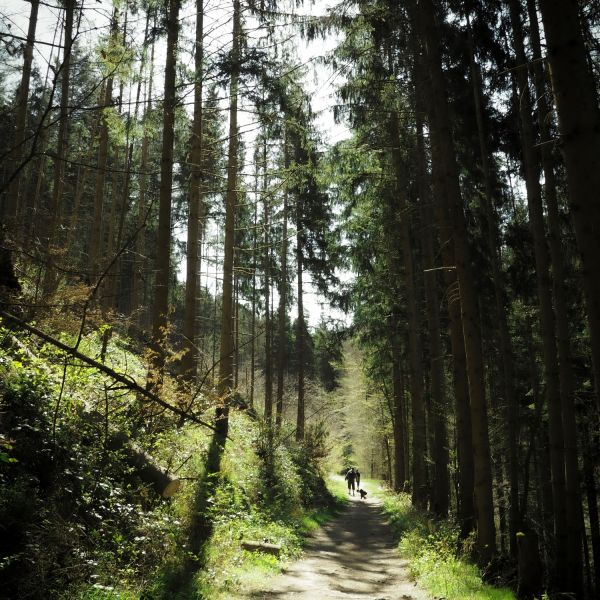 Wald in unserer Nähe