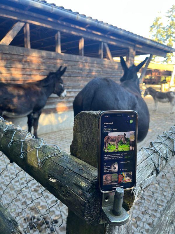 Was sind das für  Esel