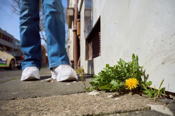 Blume im Beton
