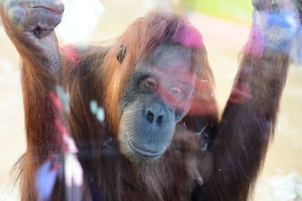 Orang Utan