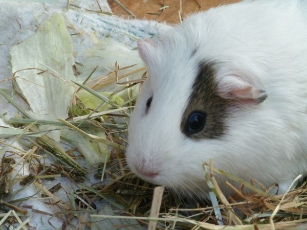 Meerschwein an Salat