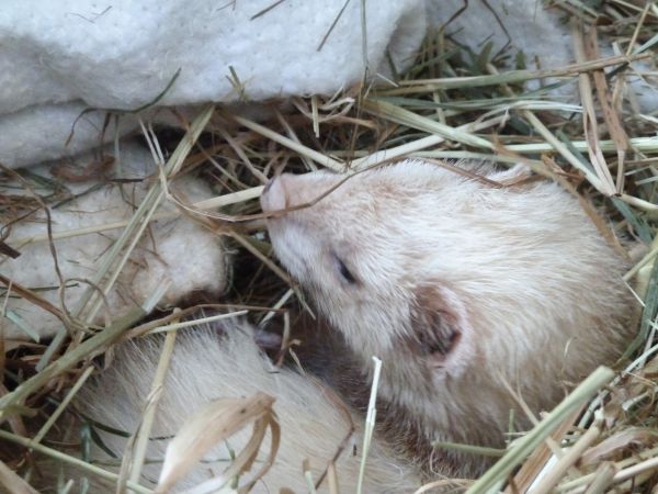 Guten Morgen Frettchen Luzi.