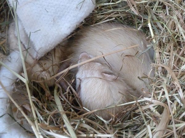 Eingekuschelt im Herbst.