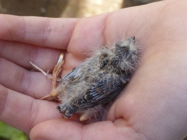 Ein klitzekleines Küken.