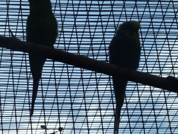 Selbst exotische Vögel gibt es hier.