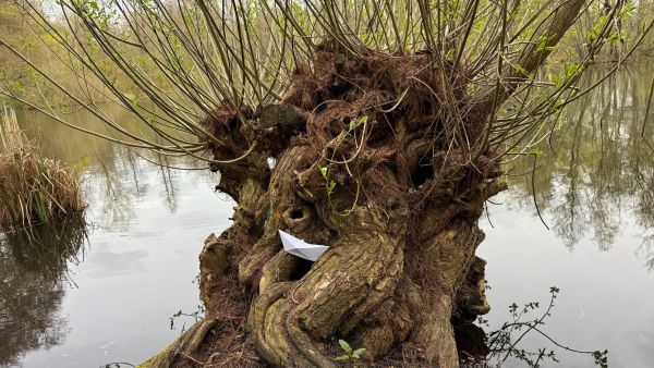 Der vielseitige Baum