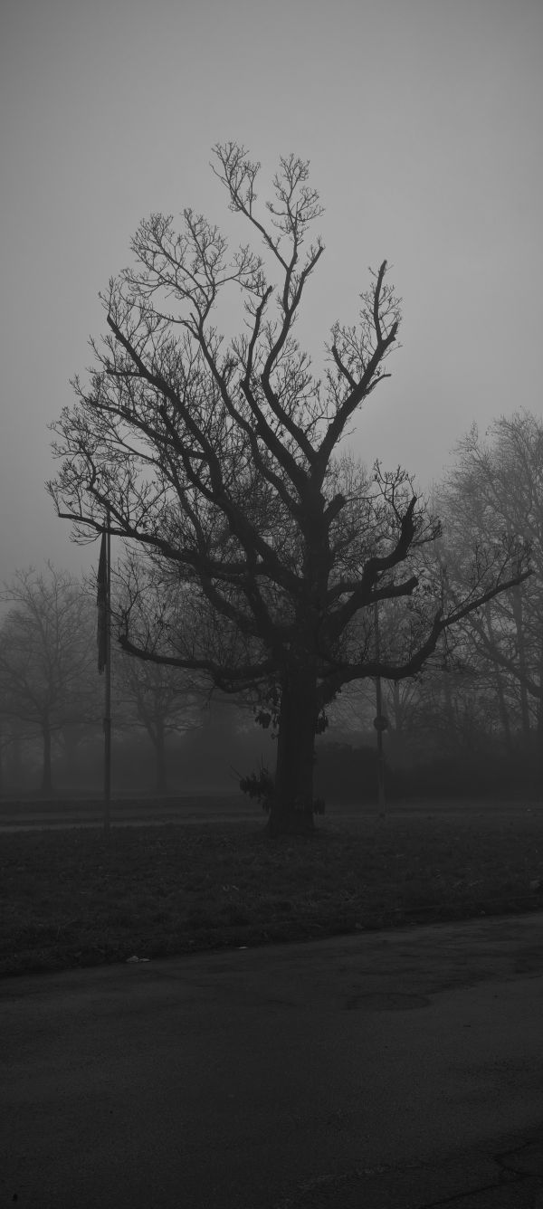 Grauer Baum