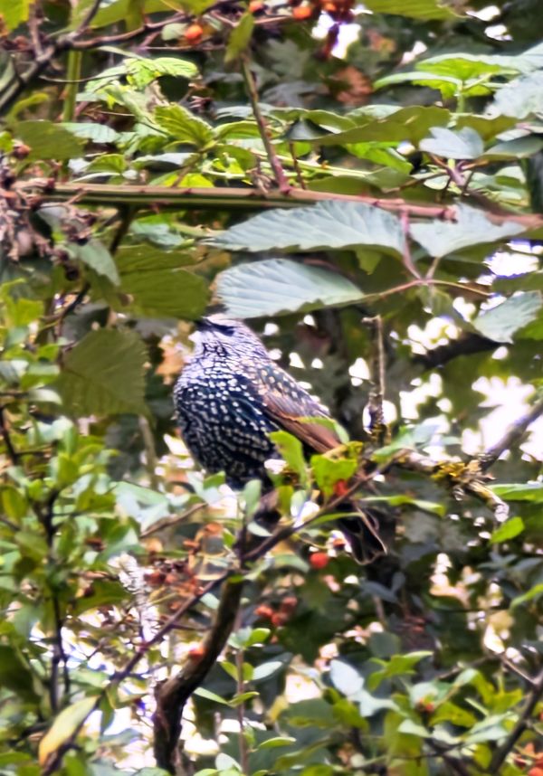 Vogel