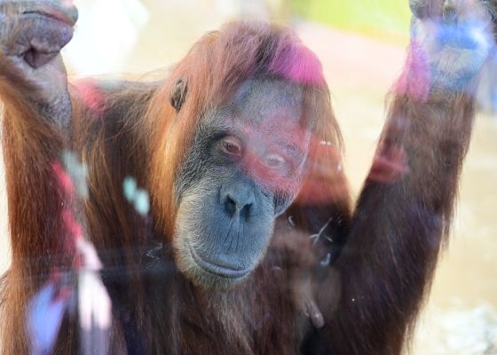Orang Utan