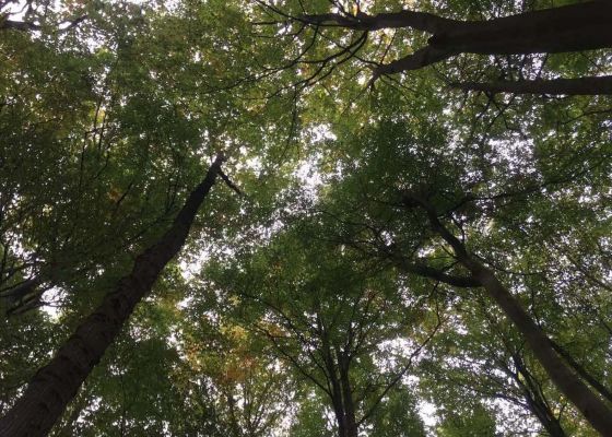 Natur