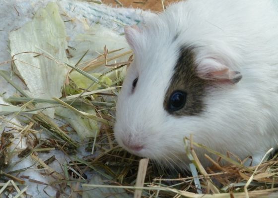 Meerschwein an Salat